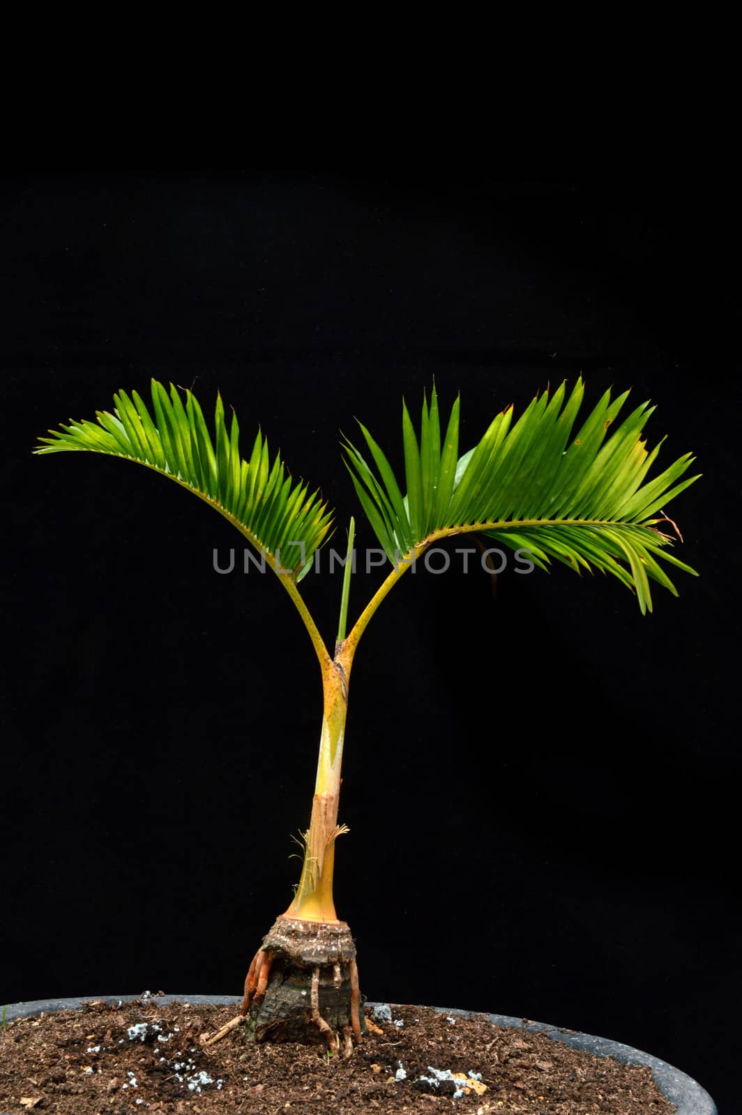 bonsai palm tree by antonihalim