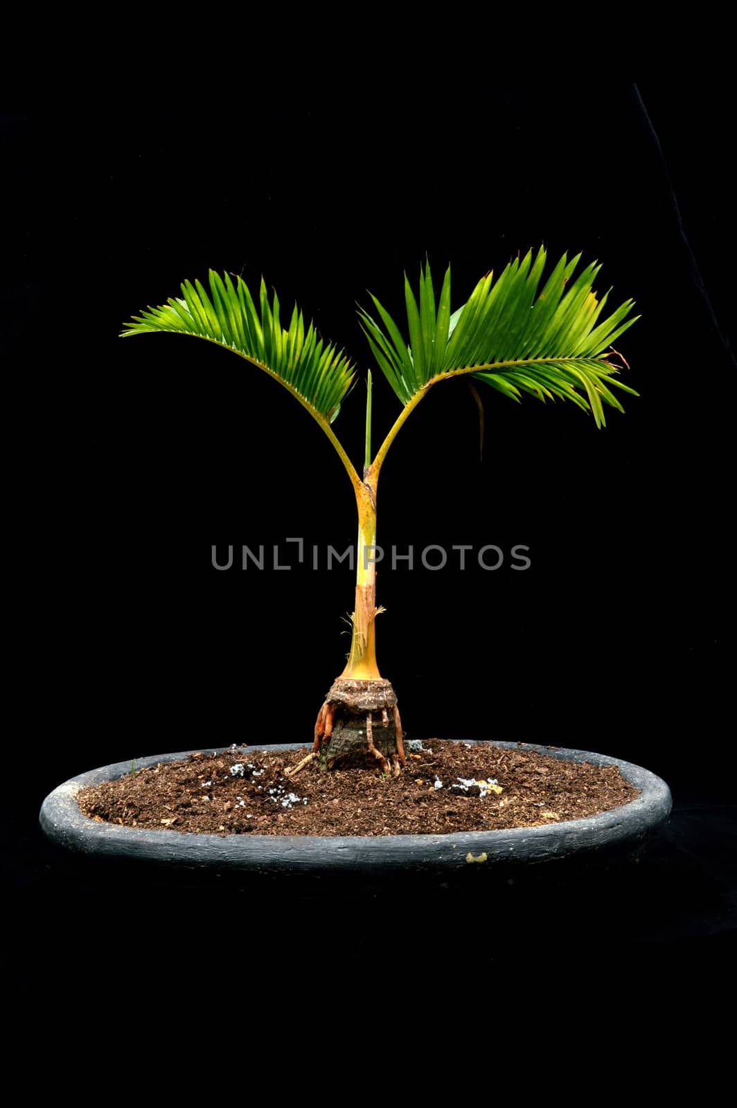 bonsai palm tree on black background