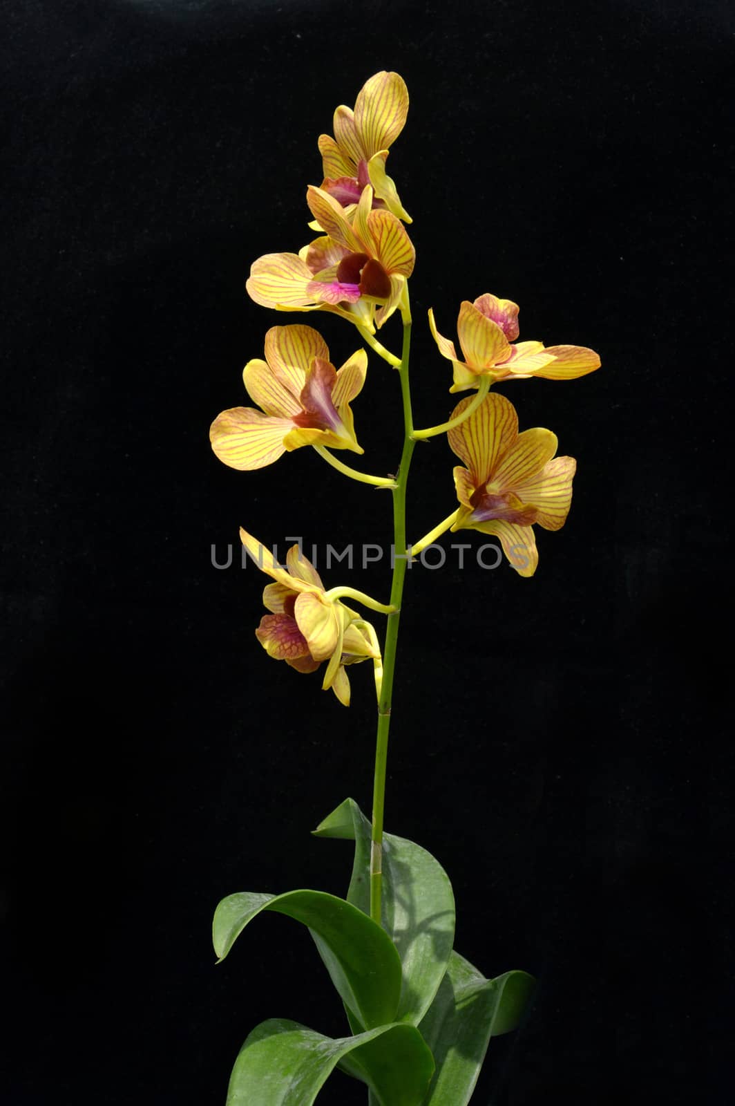 Dendrobium orchid on black background