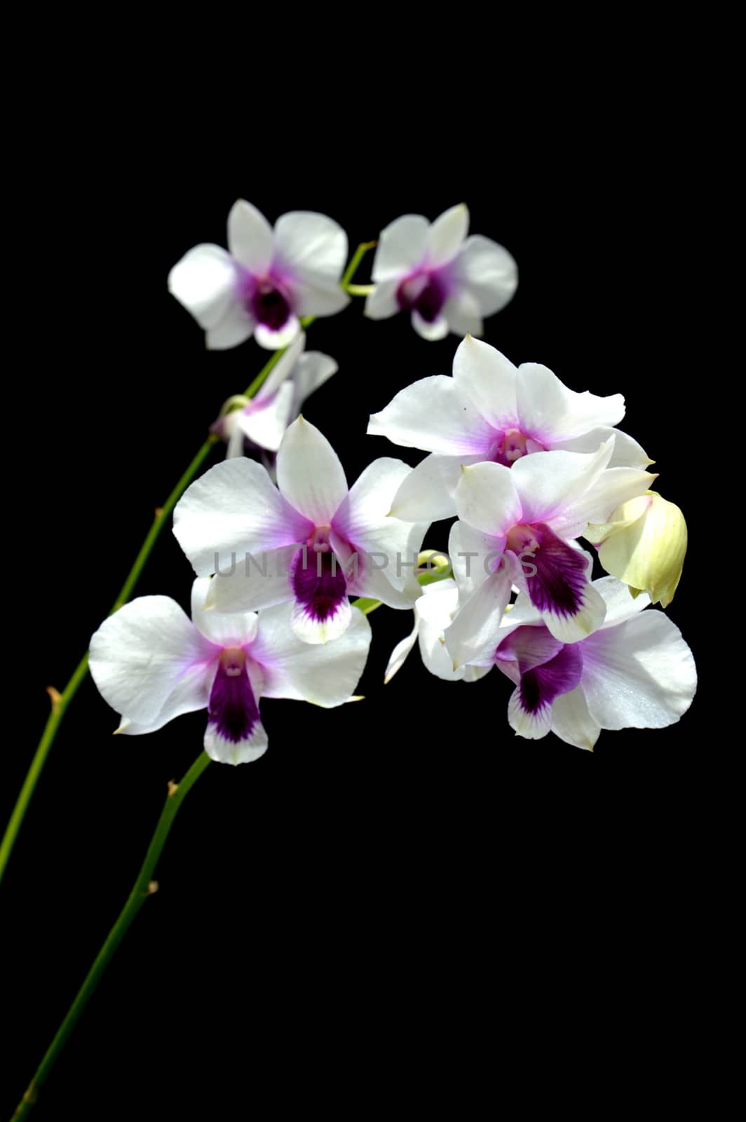 Dendrobium orchid on black background