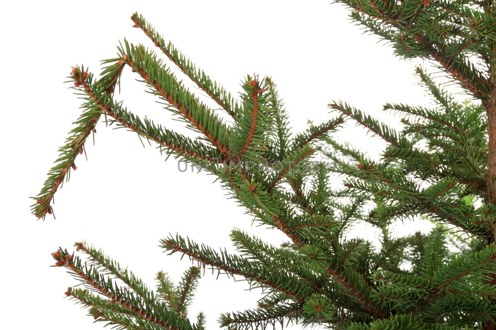 Branch of the spruce , isolated on white