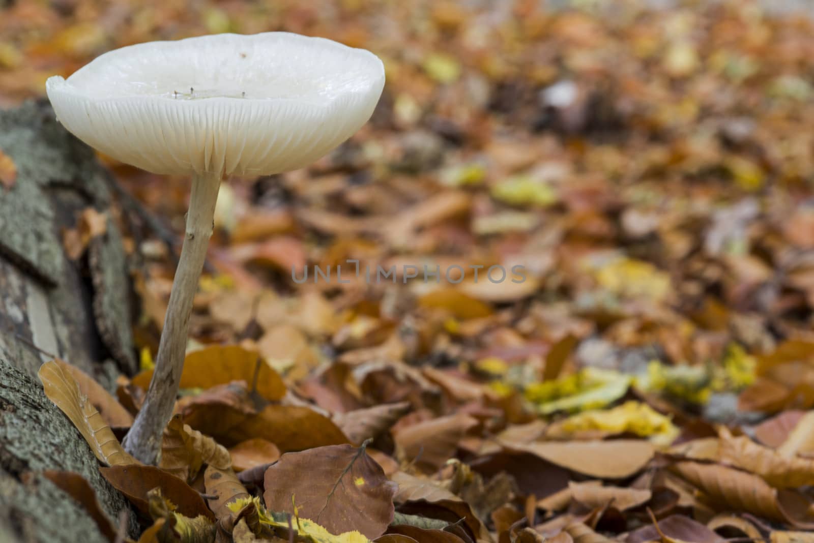 single fungus in autumn forest with leaves 