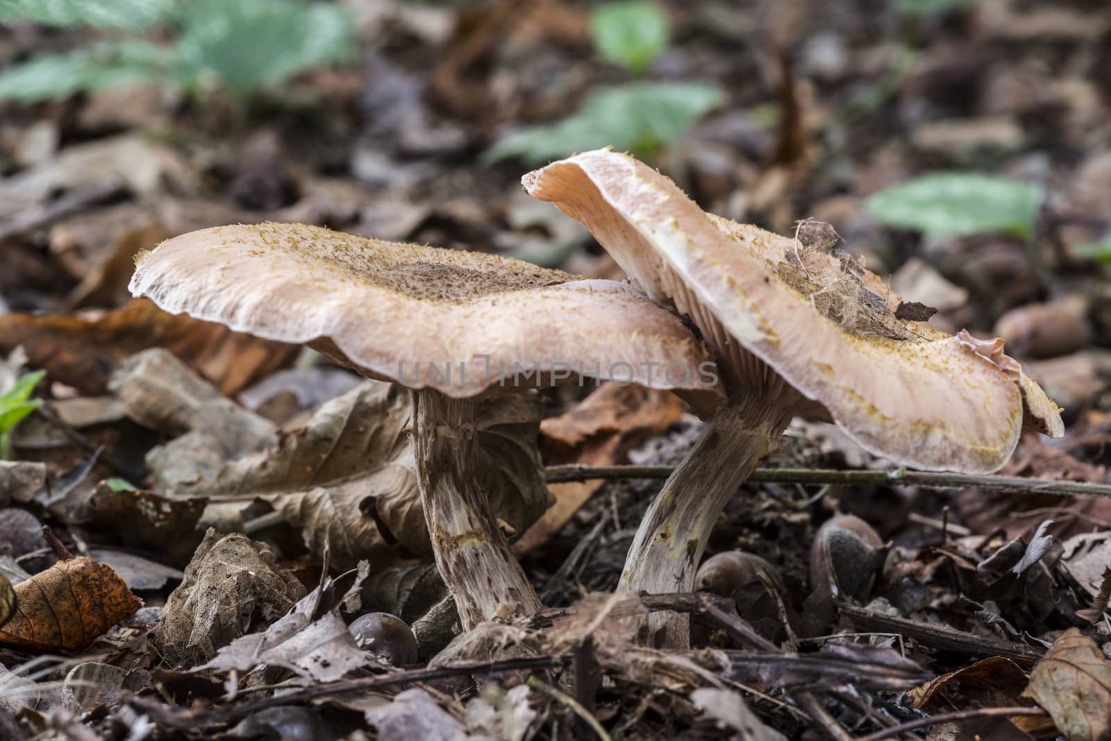fungus in forest by compuinfoto