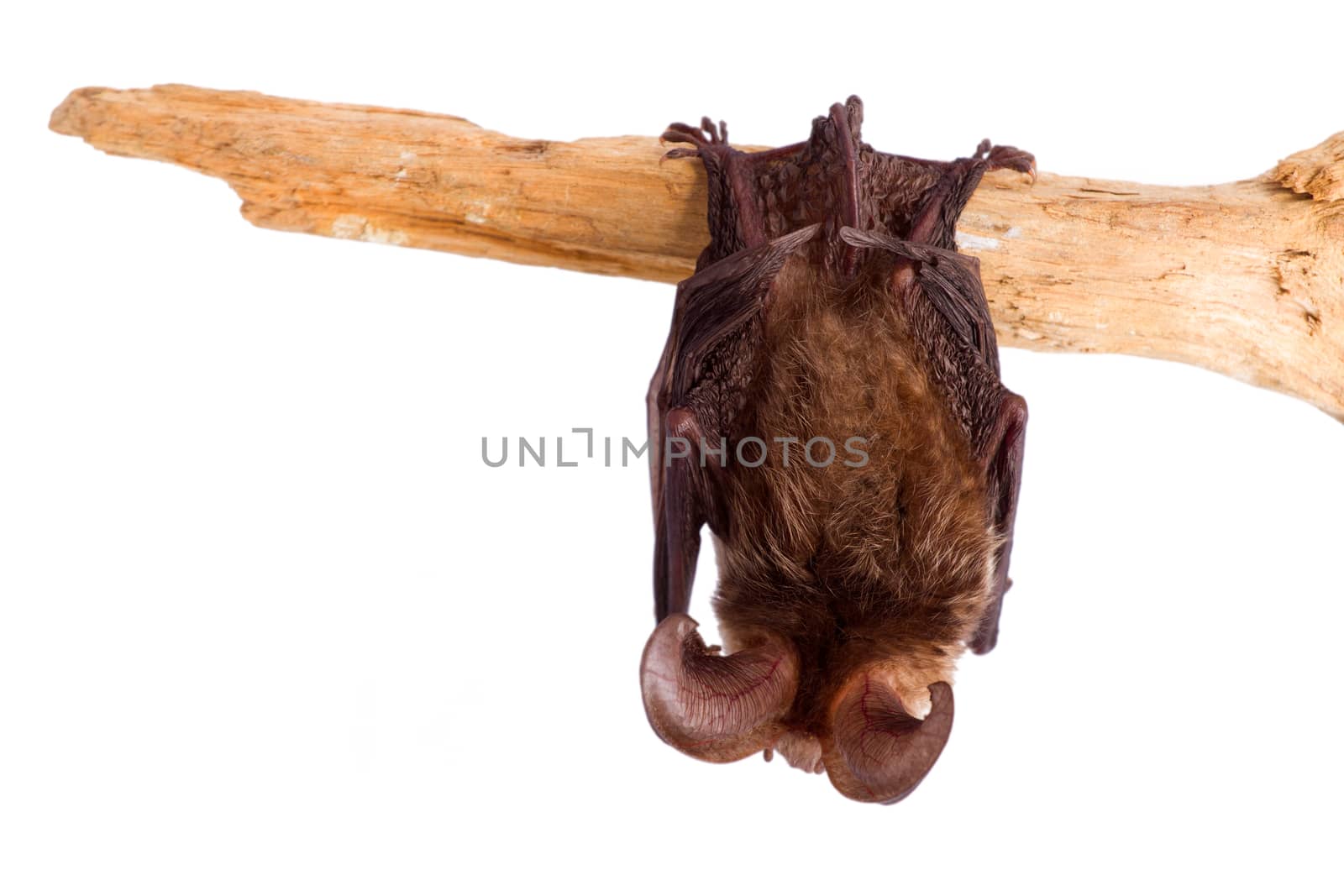 bat close up on a white background