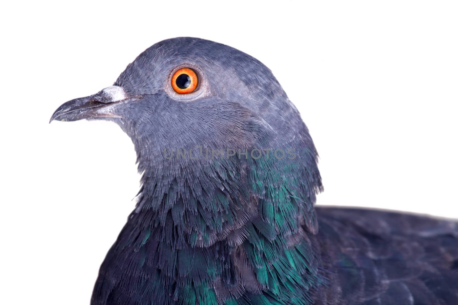 pigeon on a white background close up