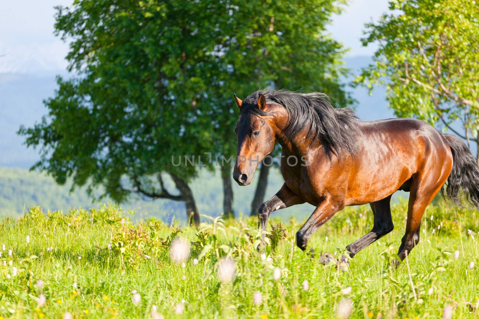 bay horse goes on a green meadow by elena_shchipkova