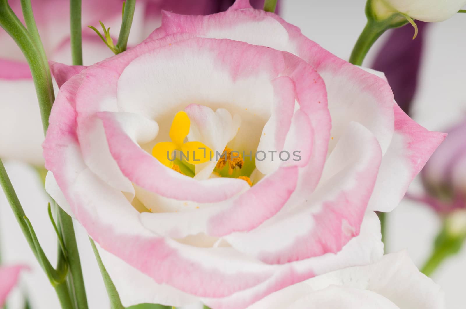 Macro shot  of eustom flower in studio on light background