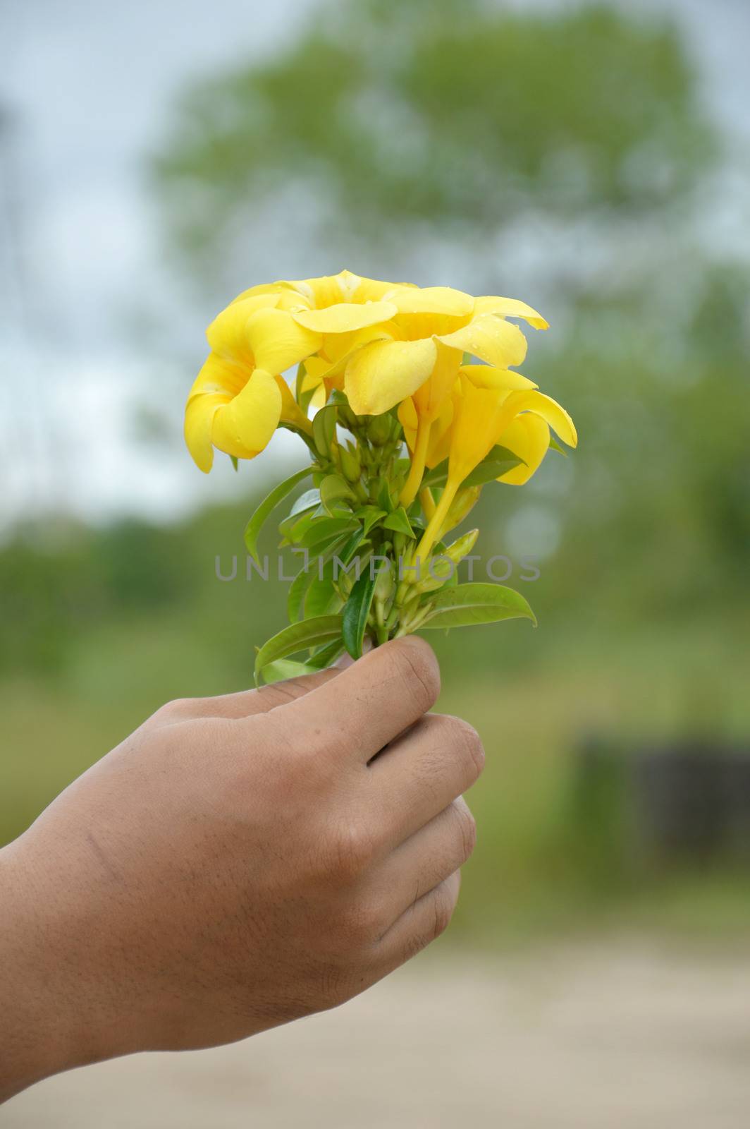 hand holding a yellow allamanda flower against natural background