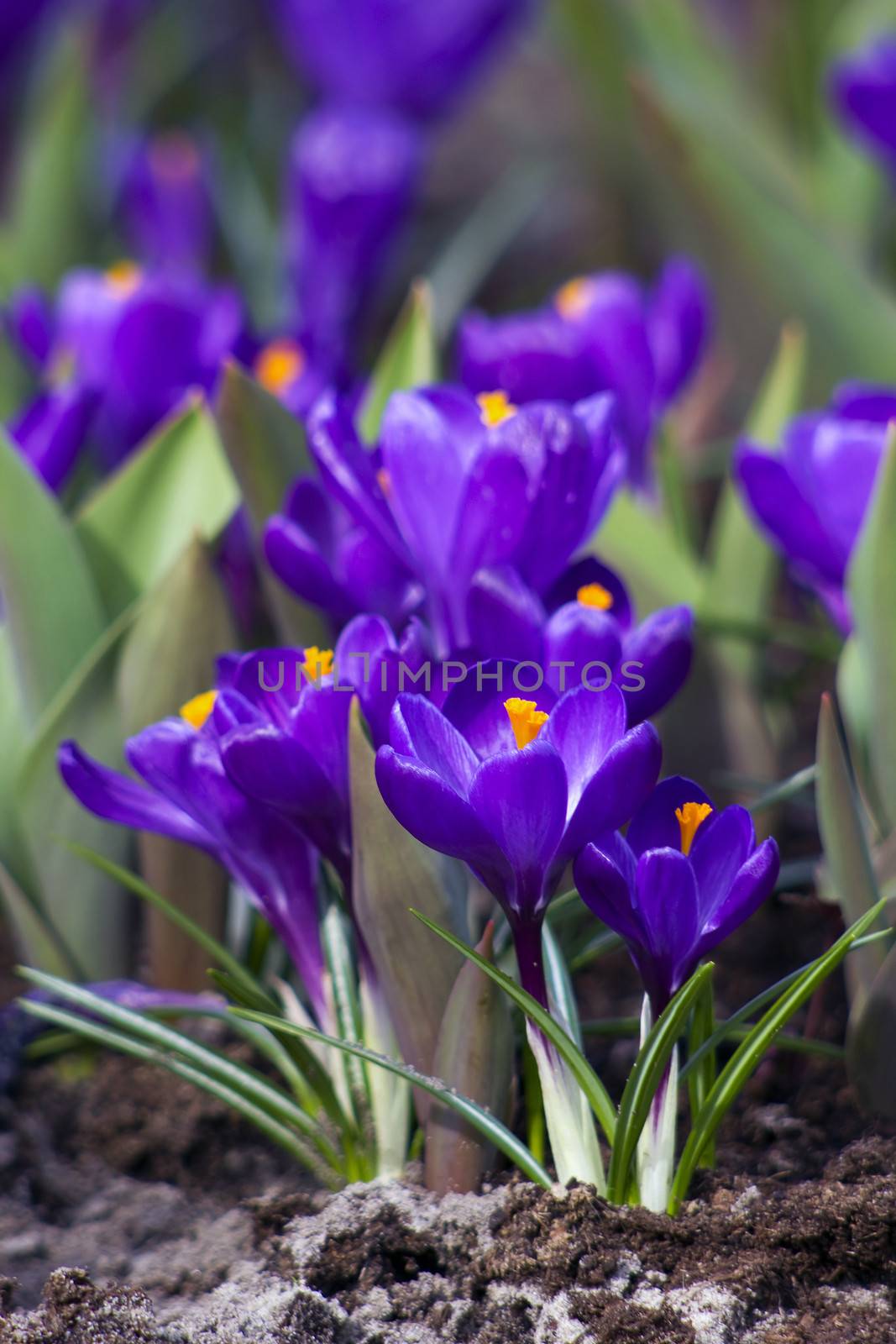  blooming crocus flowers