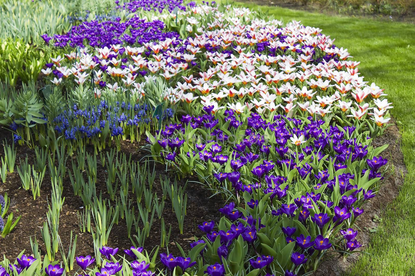 Colorful spring flowers in the park