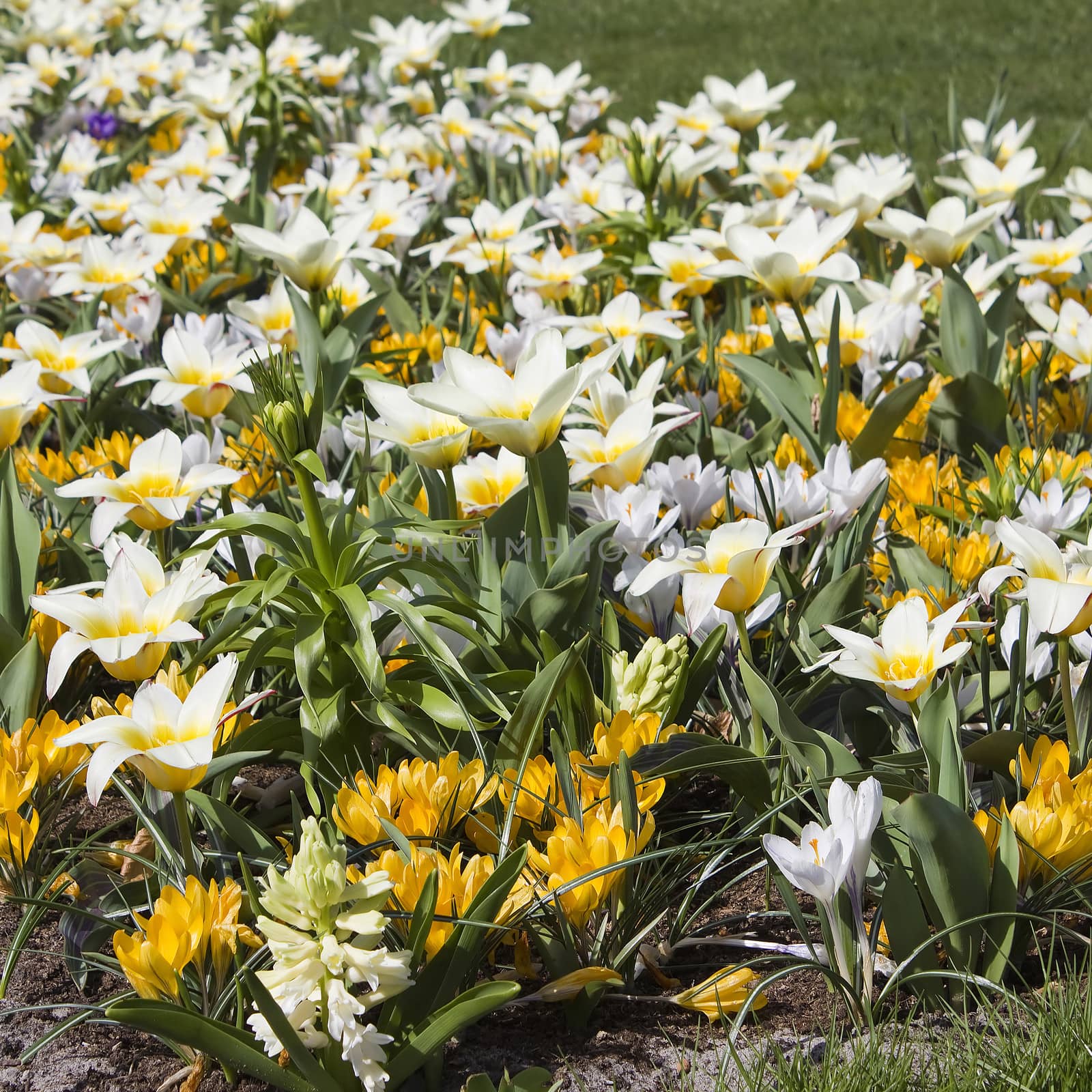 Beautiful flowers in Keukenhof Garden by miradrozdowski