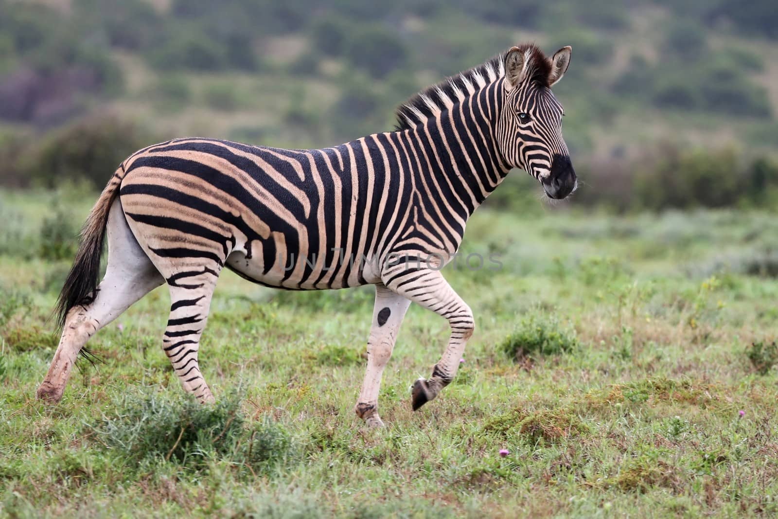 Plains or Buchell Zebra running across green African grassland