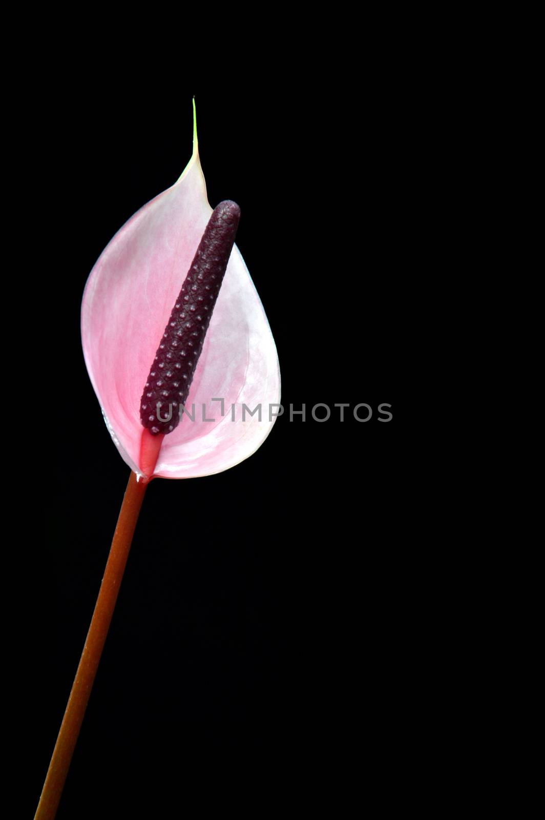 Flamingo Flower (Anthurium) by antonihalim