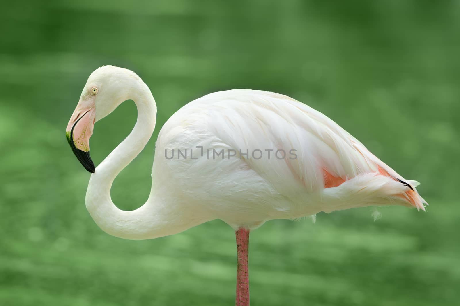 Lesser flamingo bird by iryna_rasko