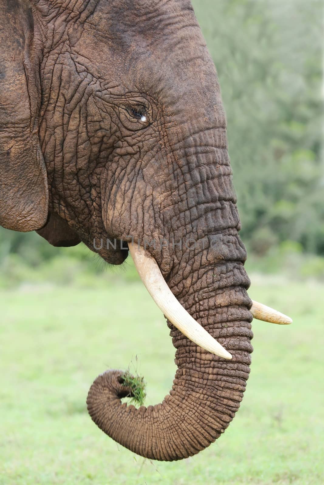 Profile of an African elephant eating grass from it's trunk