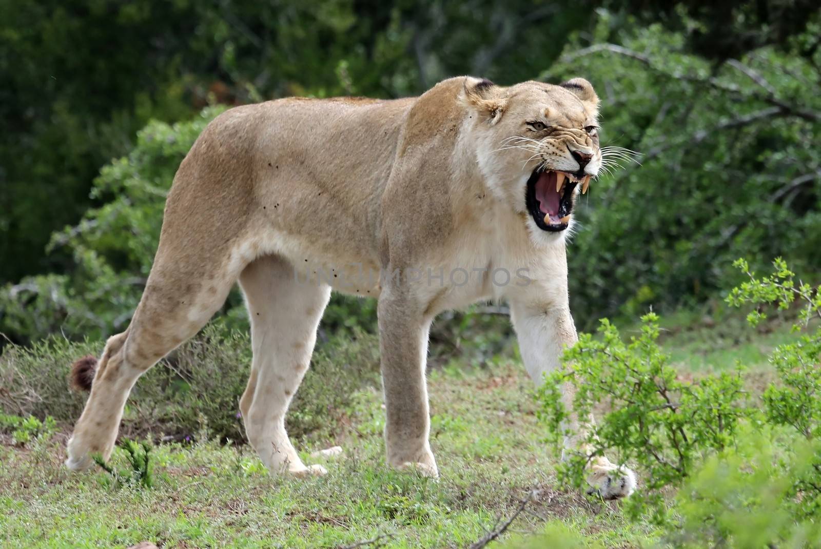 Snarling lioness with long canine teeth in the African bush