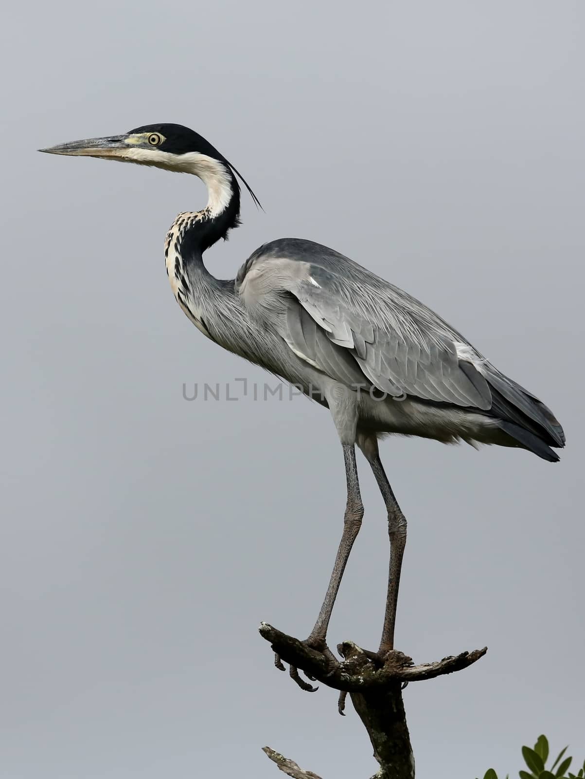 Black Heron bird with long legs and neck perched on a branch