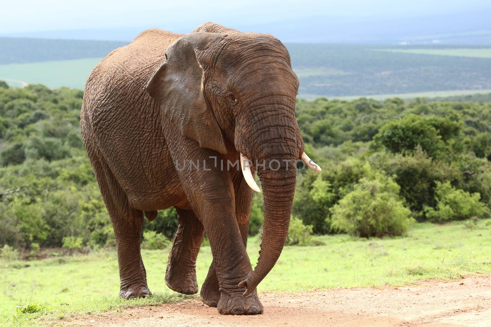 Large male African elephant walking in the bush veld