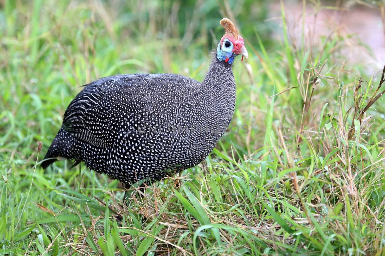 Beautiful Guinea Fowl Bird or Helmeted Guinea fowl with white spotted feathers.
