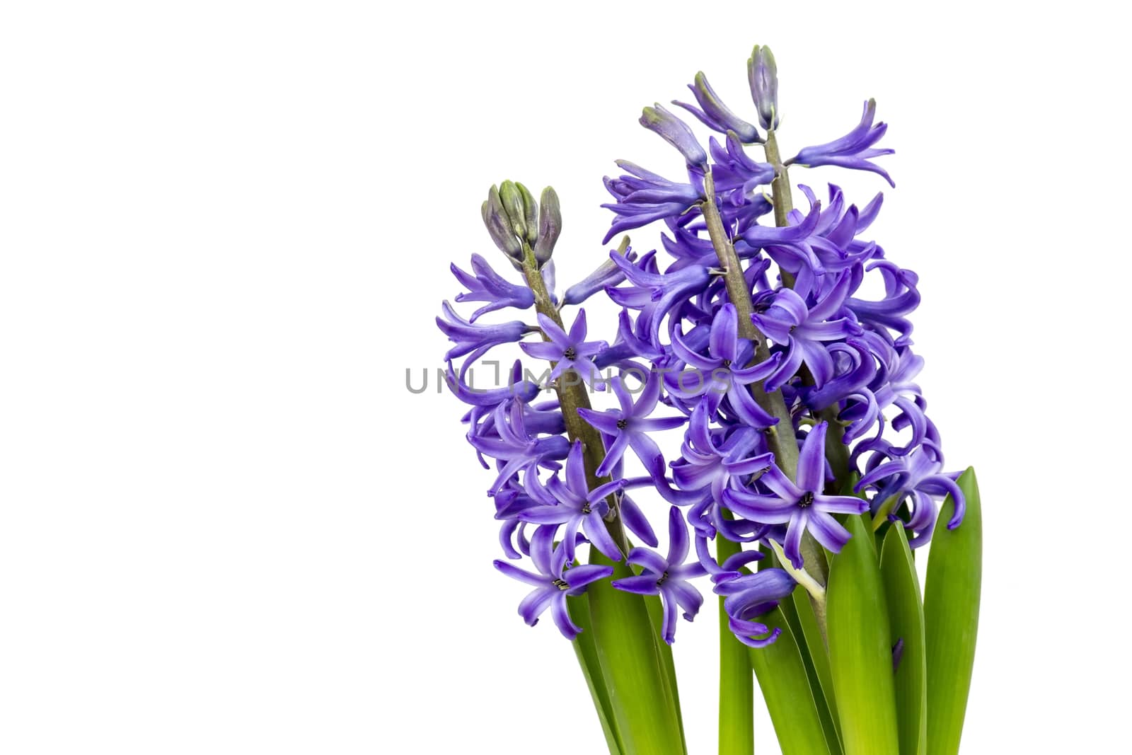 blooming hyacinth flowers (hyacinthus)