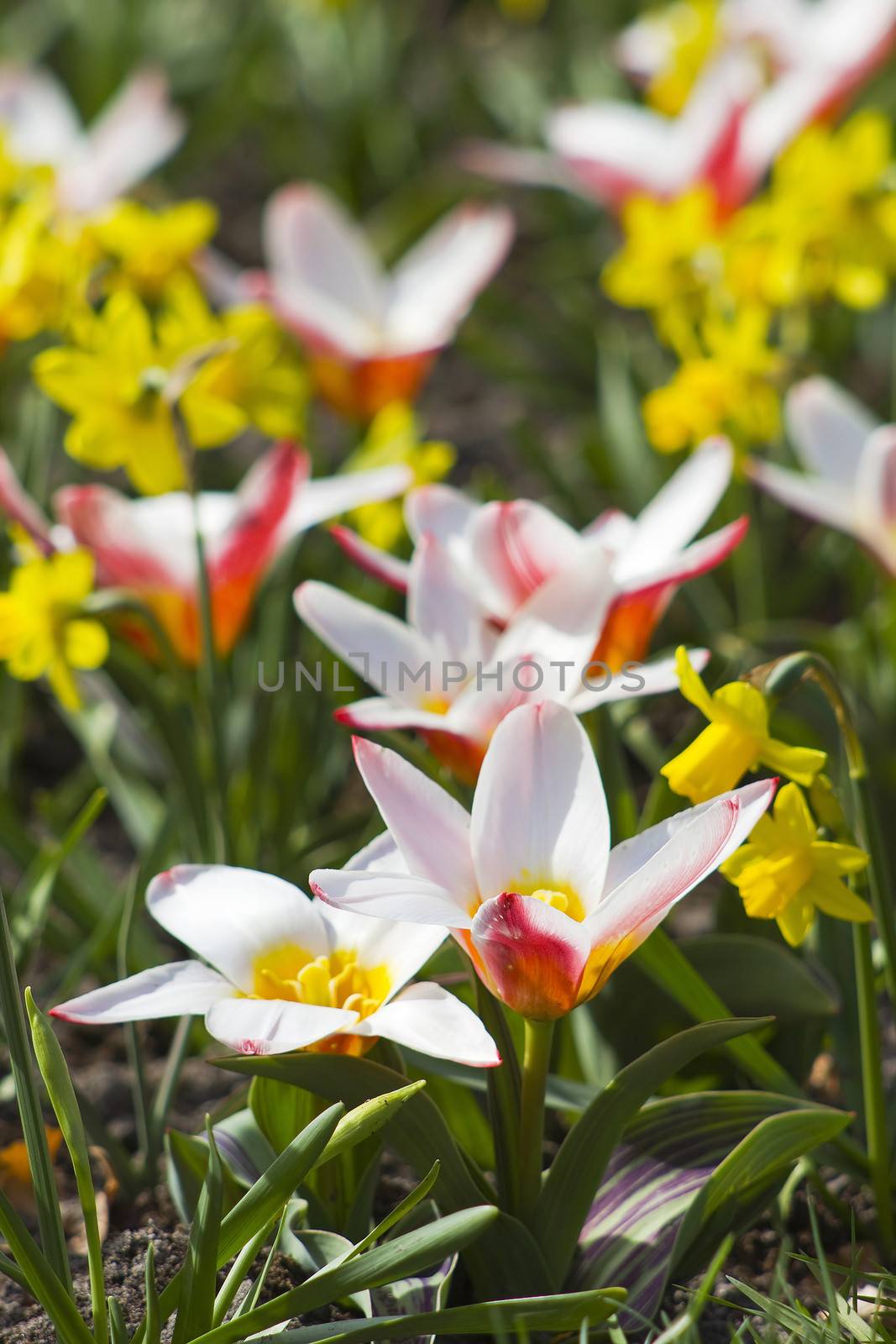 spring flowers in the park by miradrozdowski