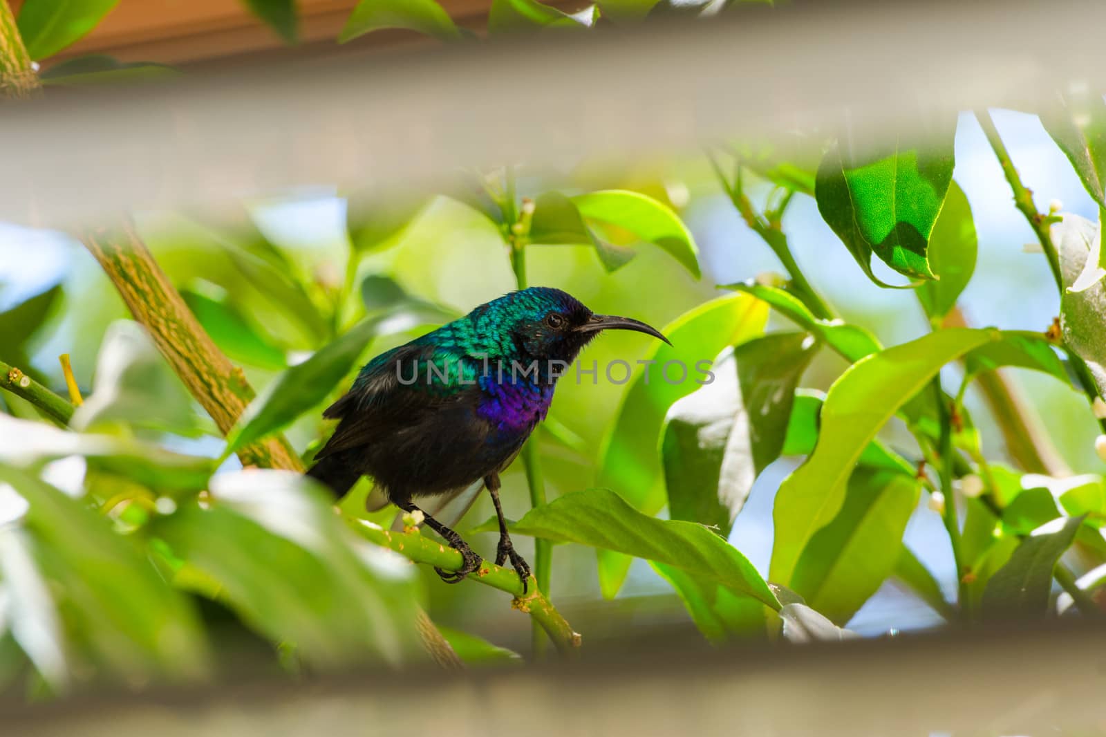Palestine sunbird outside the window sitting in foliage of citrus tree