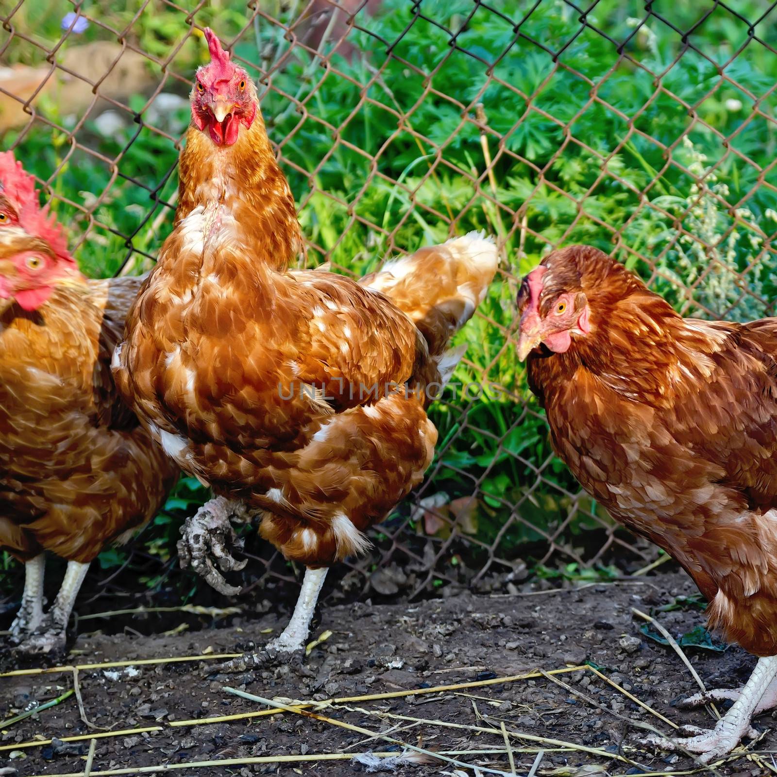 Several brown chicken on a background of black soil and green grass in the henhouse