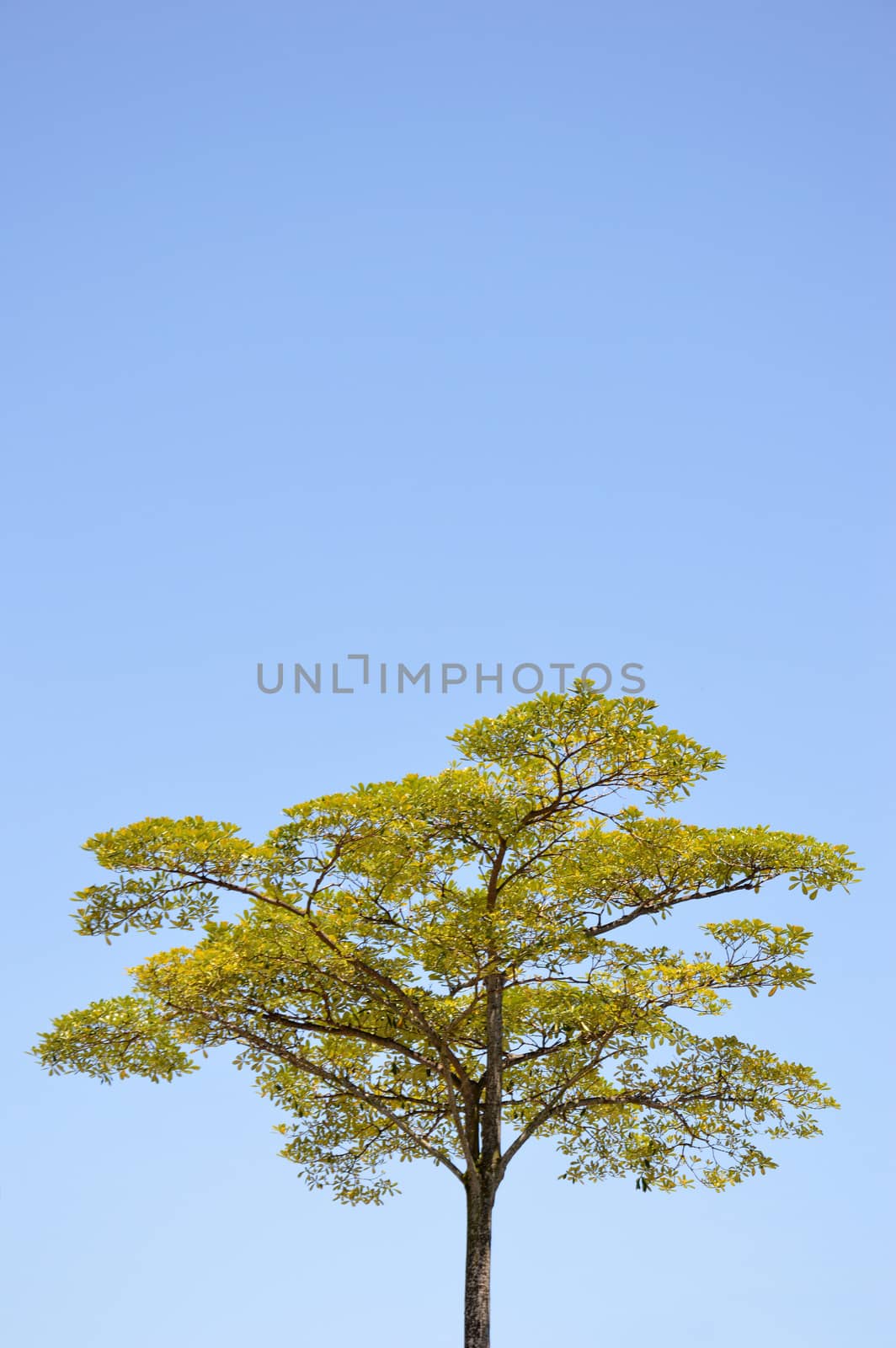 big tree  by antonihalim