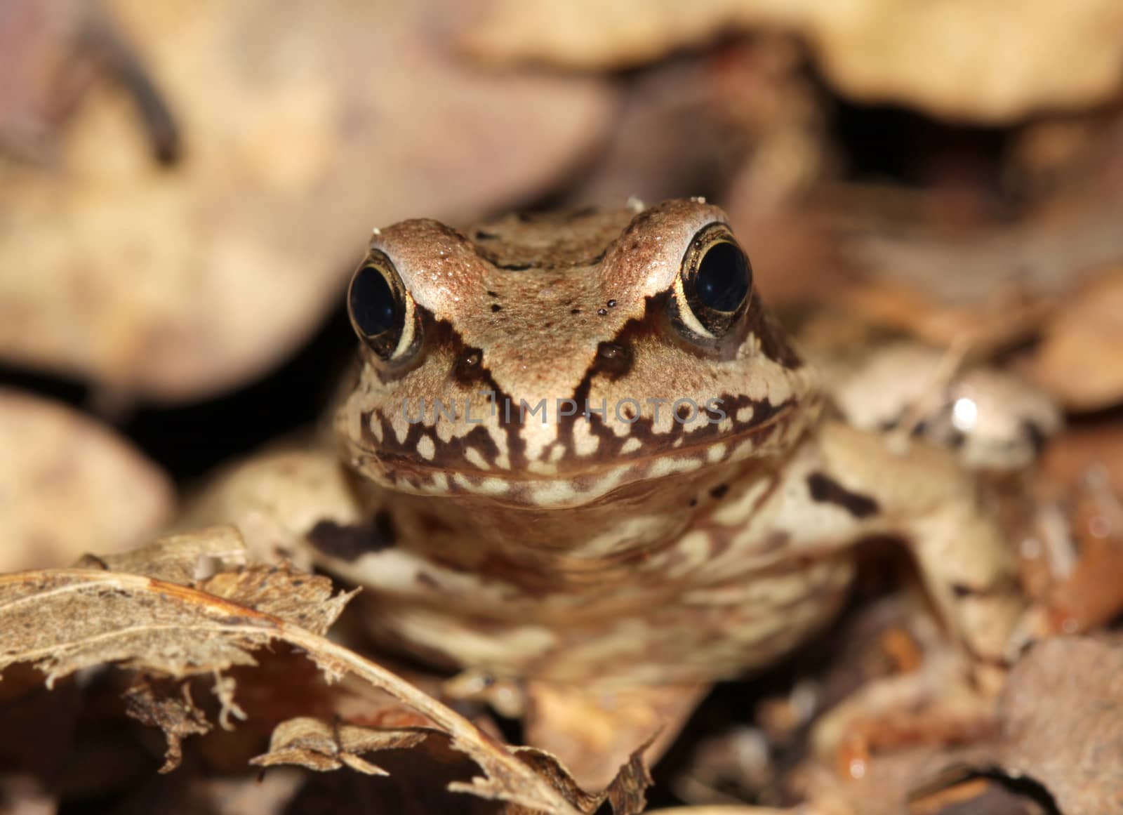 Pool Frog (Pelophylax lessonae) sitting on the ground. Close up