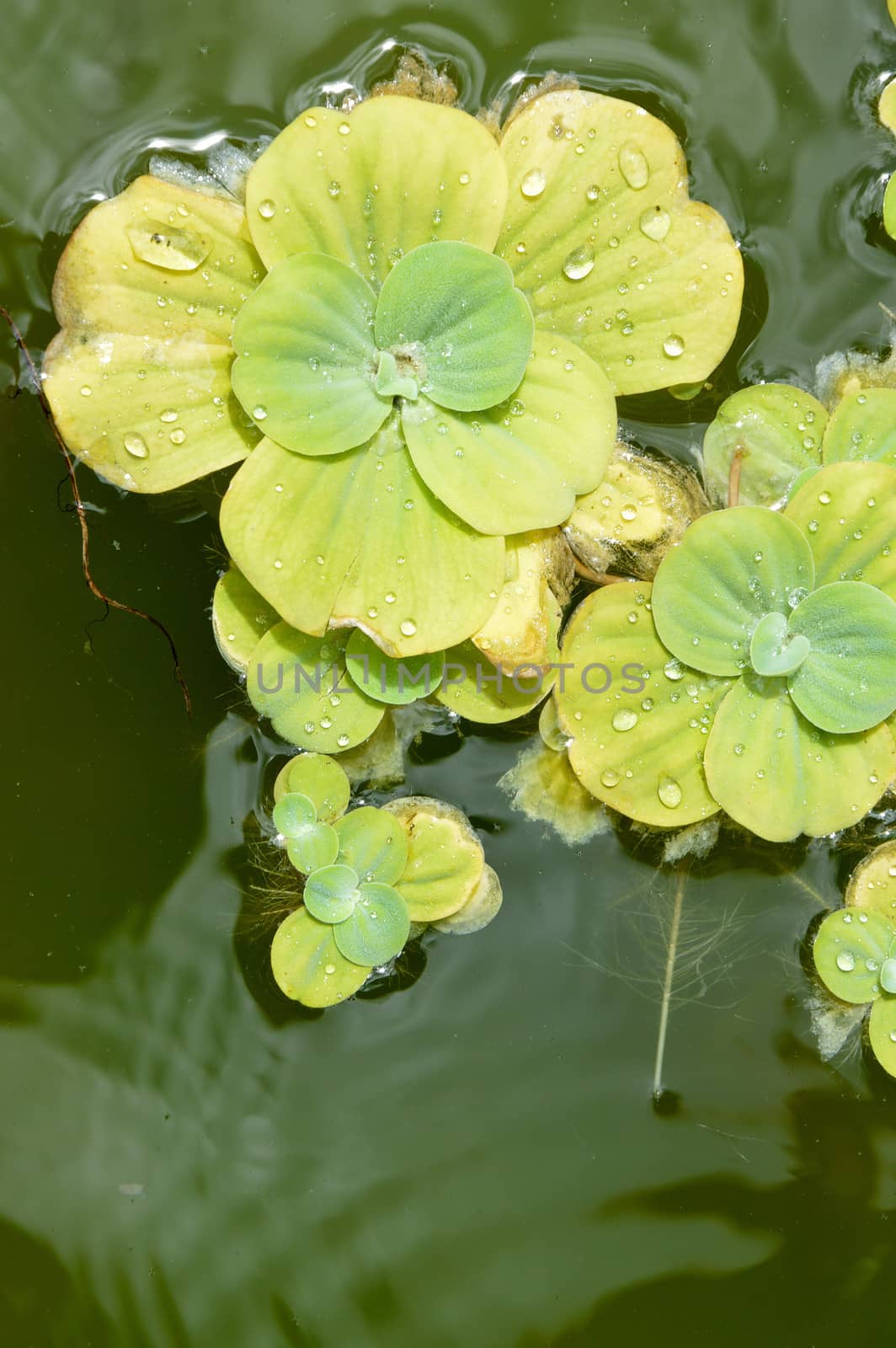Floating plants in a pond
