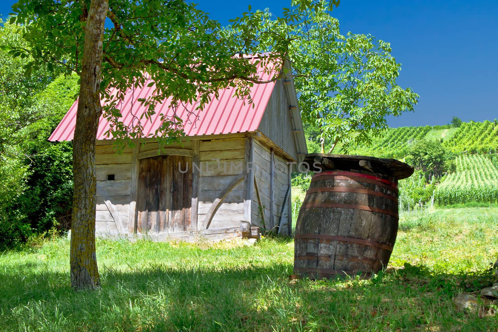 Wooden cottage and oak wine barrel in vineyard, Croatia