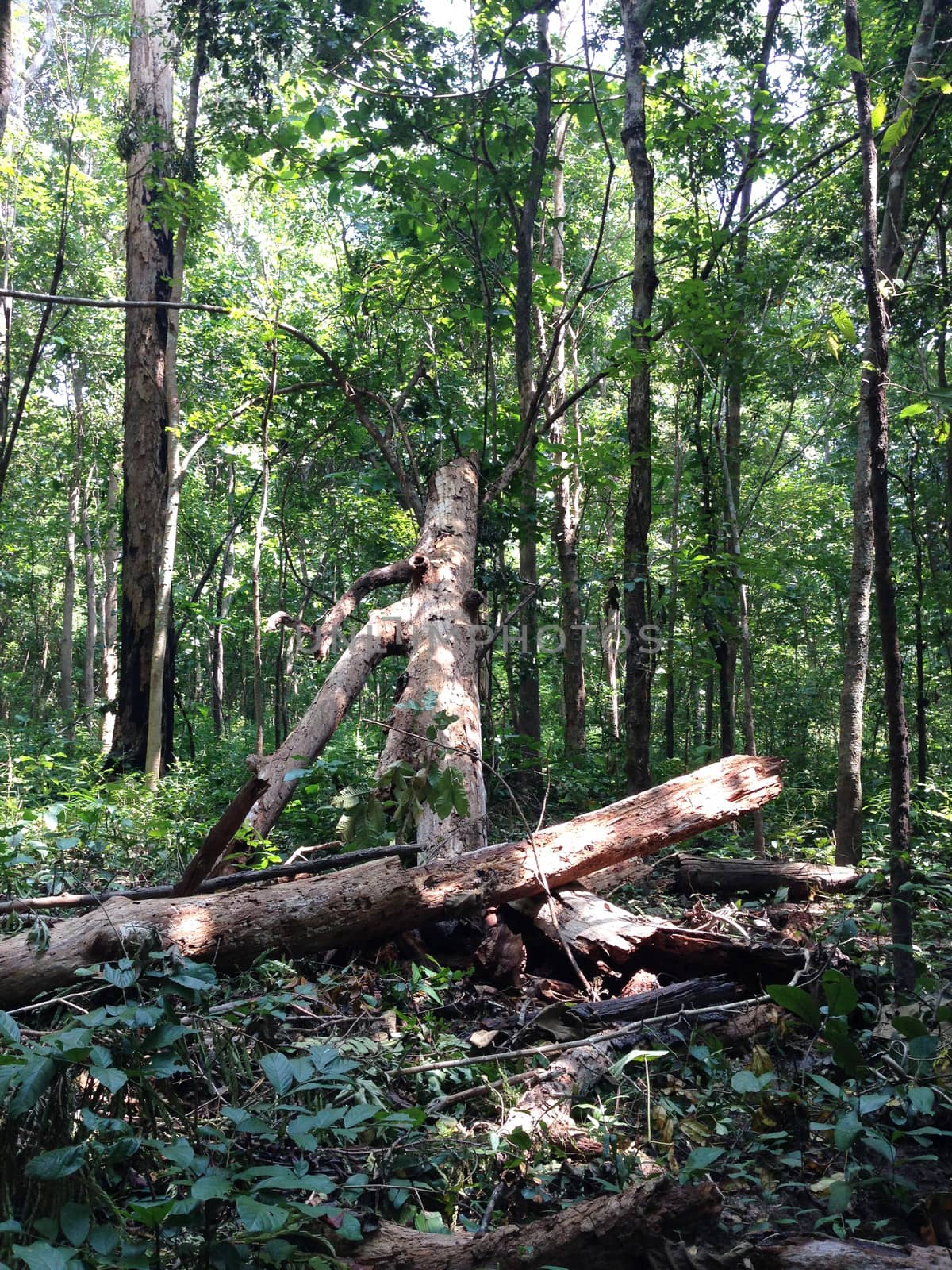 log in a forest