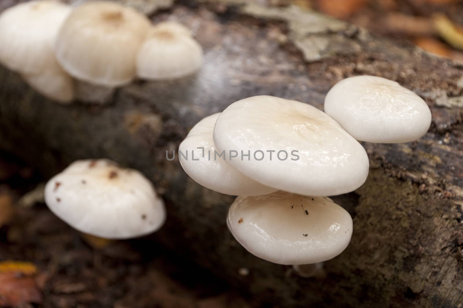 Oudemansiella Mucida on dead wood