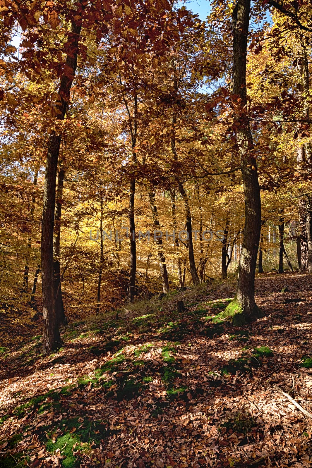 The Oak tree forest by hanusst