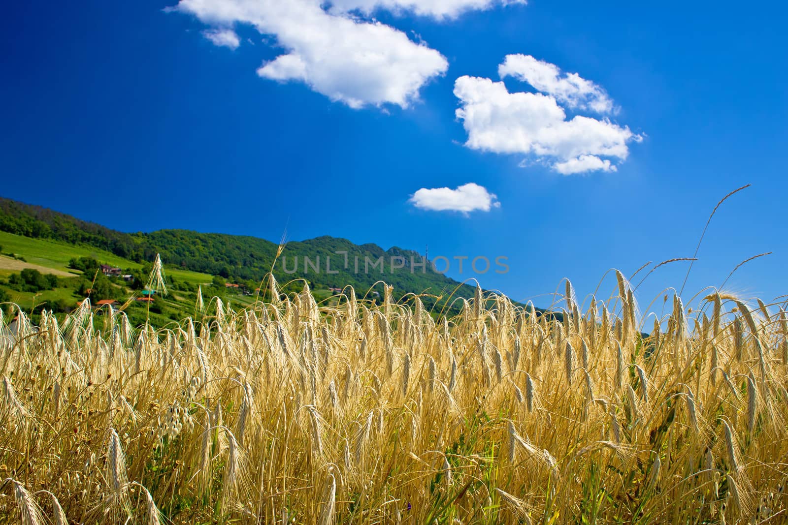 Wheat field under colorful mountain by xbrchx