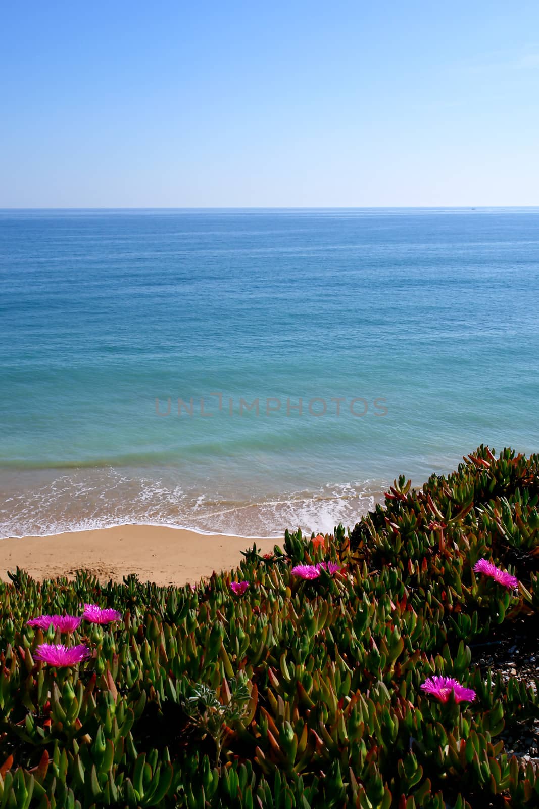 Algarve cliff coast scenario, whit "Carpobrotus edulis" plant specie over hedge