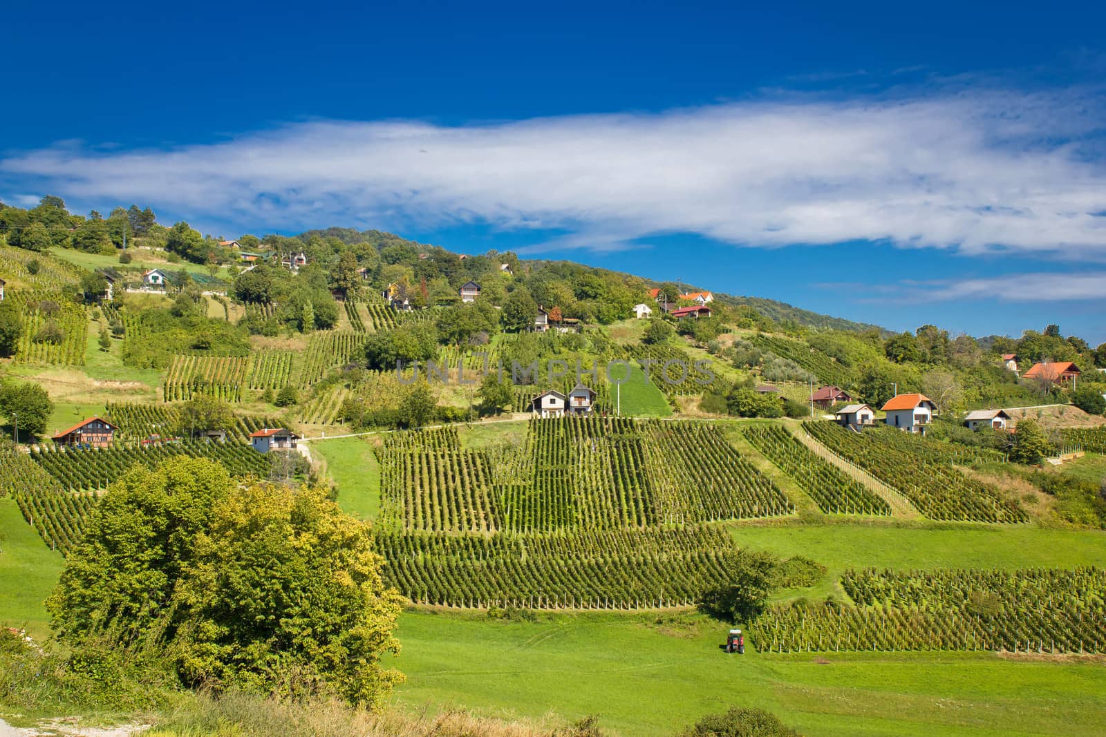 Idyllic green hill vineyards area by xbrchx