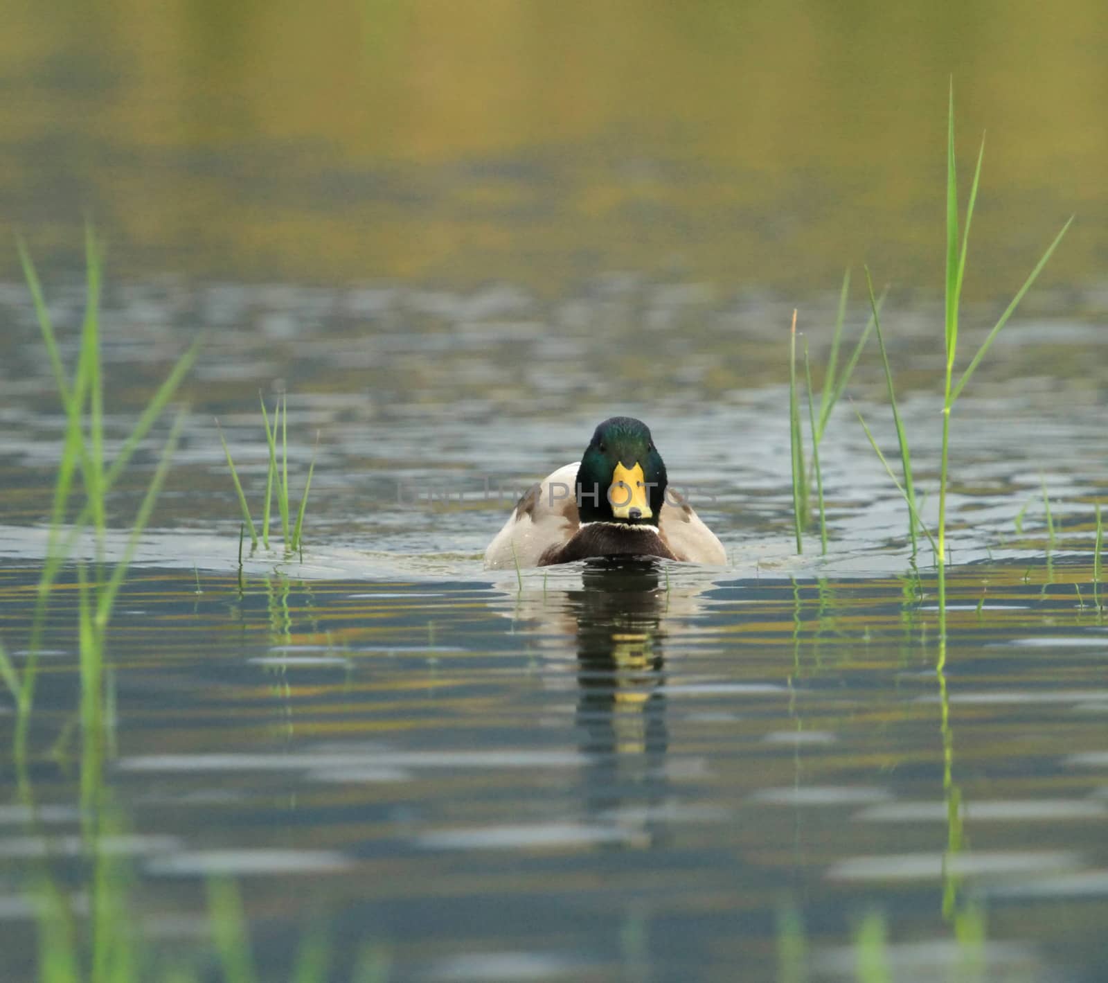 Male mallard duck floating quietly on the water pond between grass