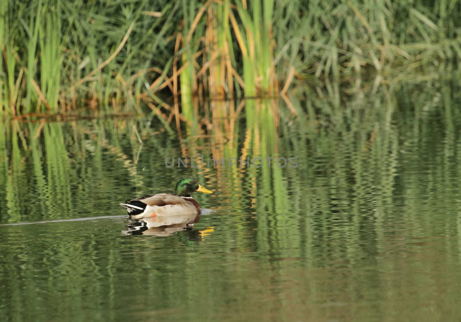 Male mallard duck floating quietly on the water pond next to vegetation