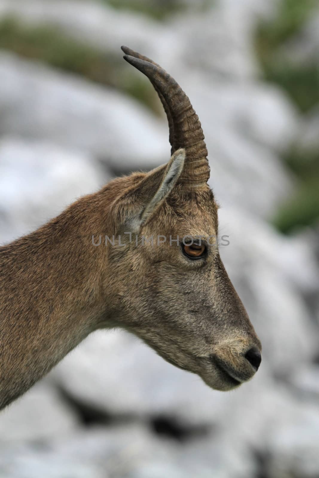Wild female alpine ibex - steinbock portrait by Elenaphotos21