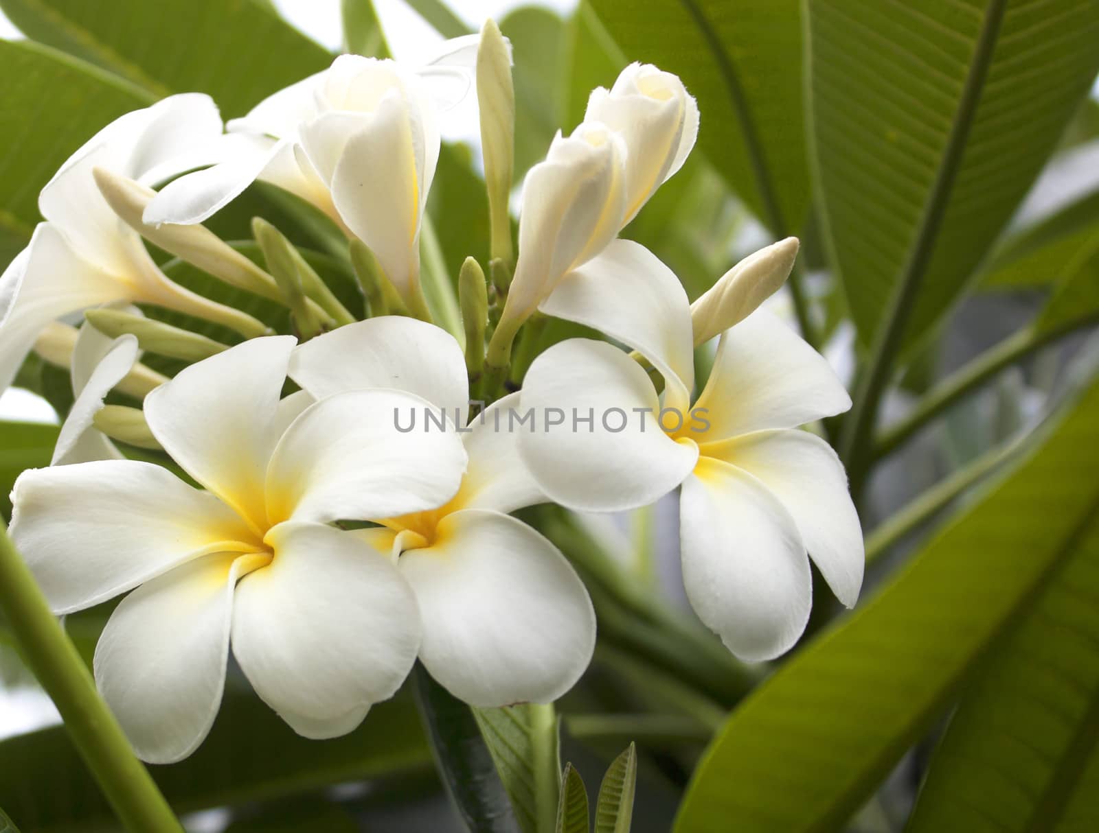 White plumeria flower nature beautiful blooming flowers.