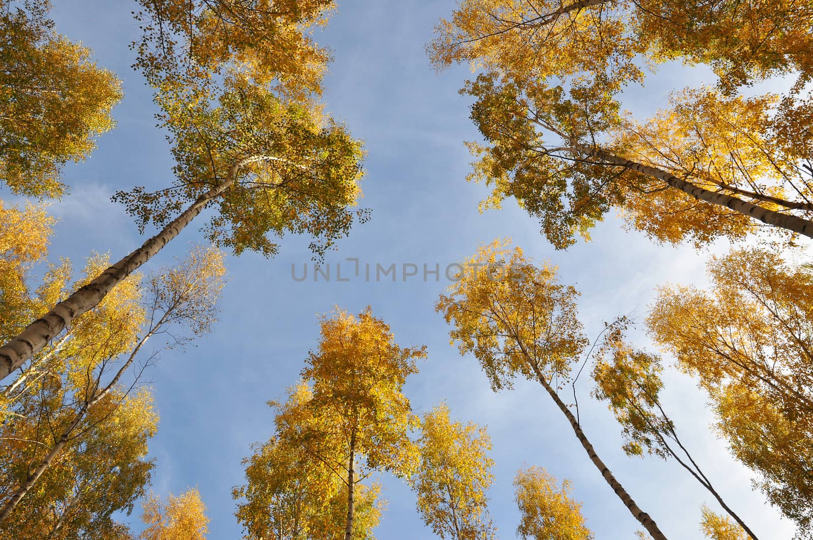 Autum colors on birch trees taken from below