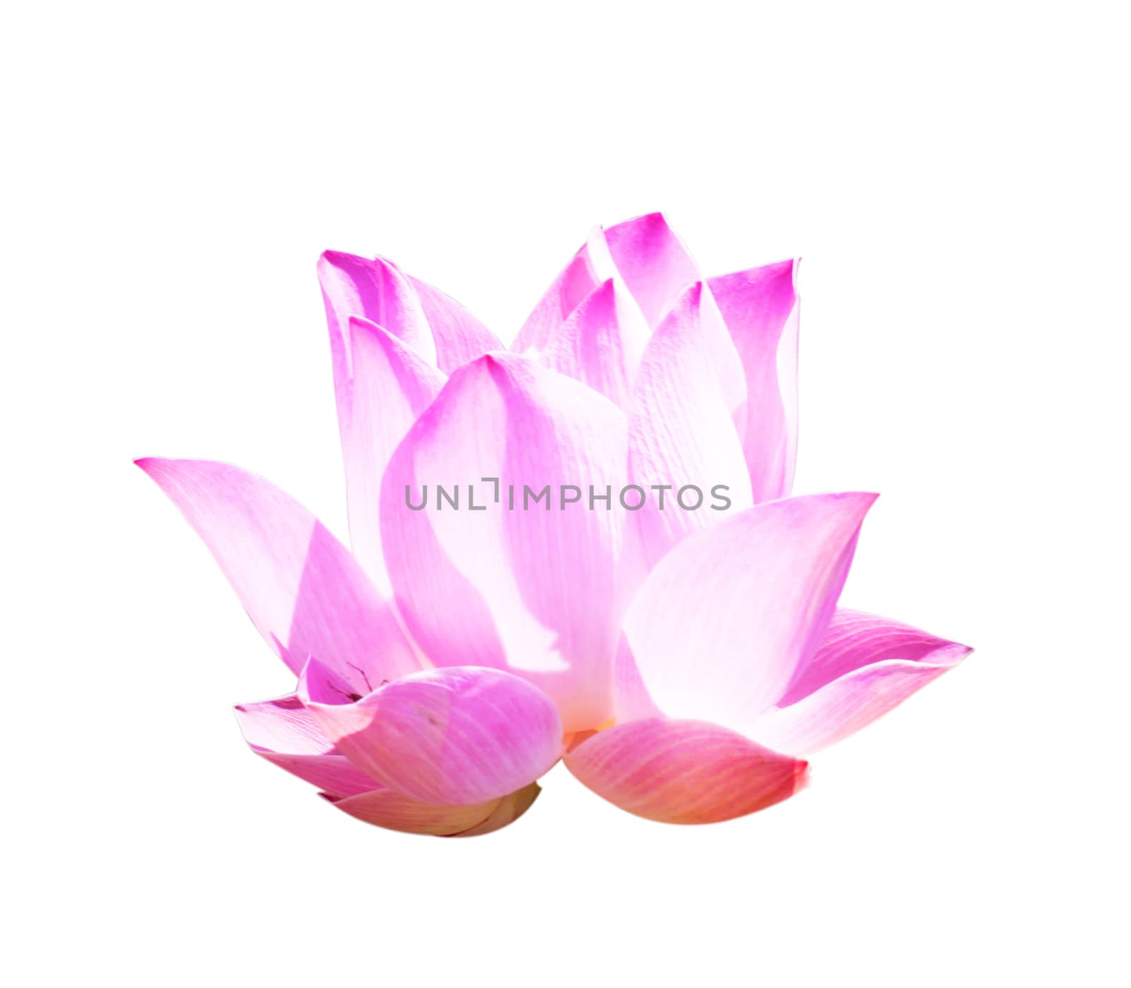 Beautiful lotus(Single lotus flower isolated on white background)