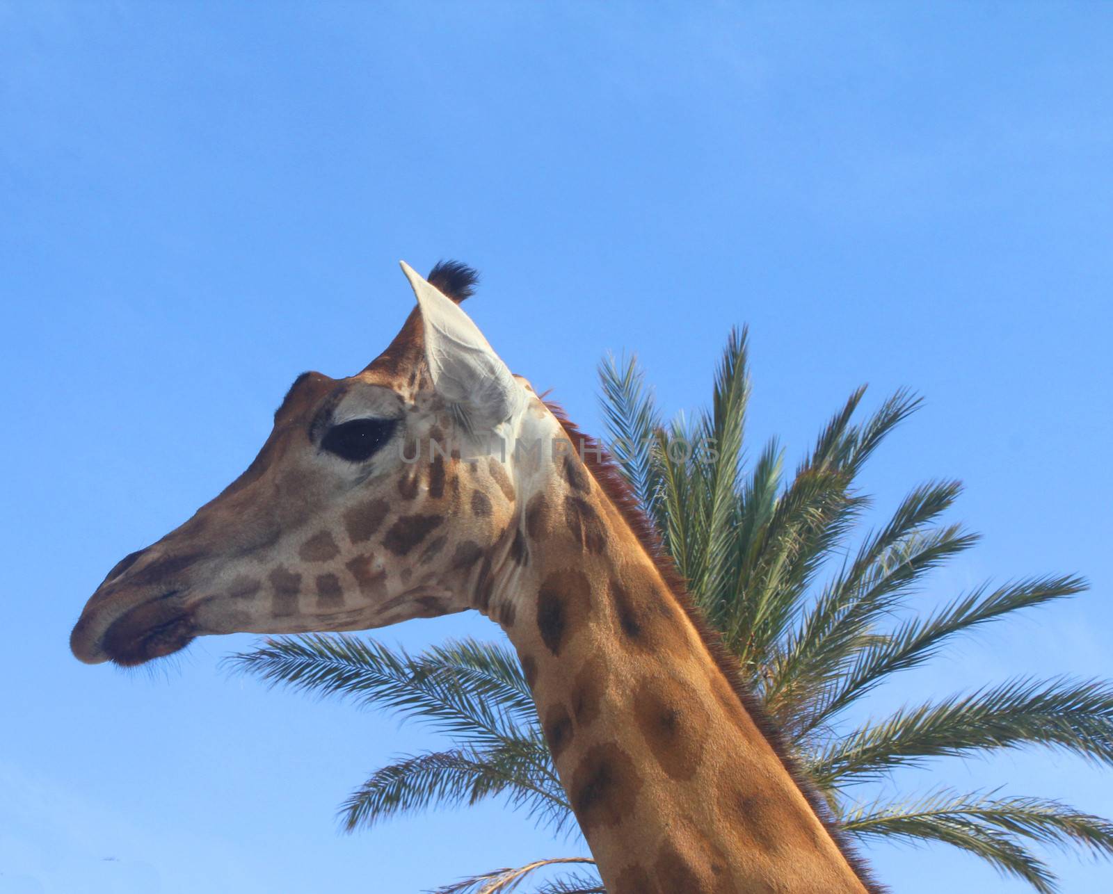 Portrait of a giraffe against a blue sky