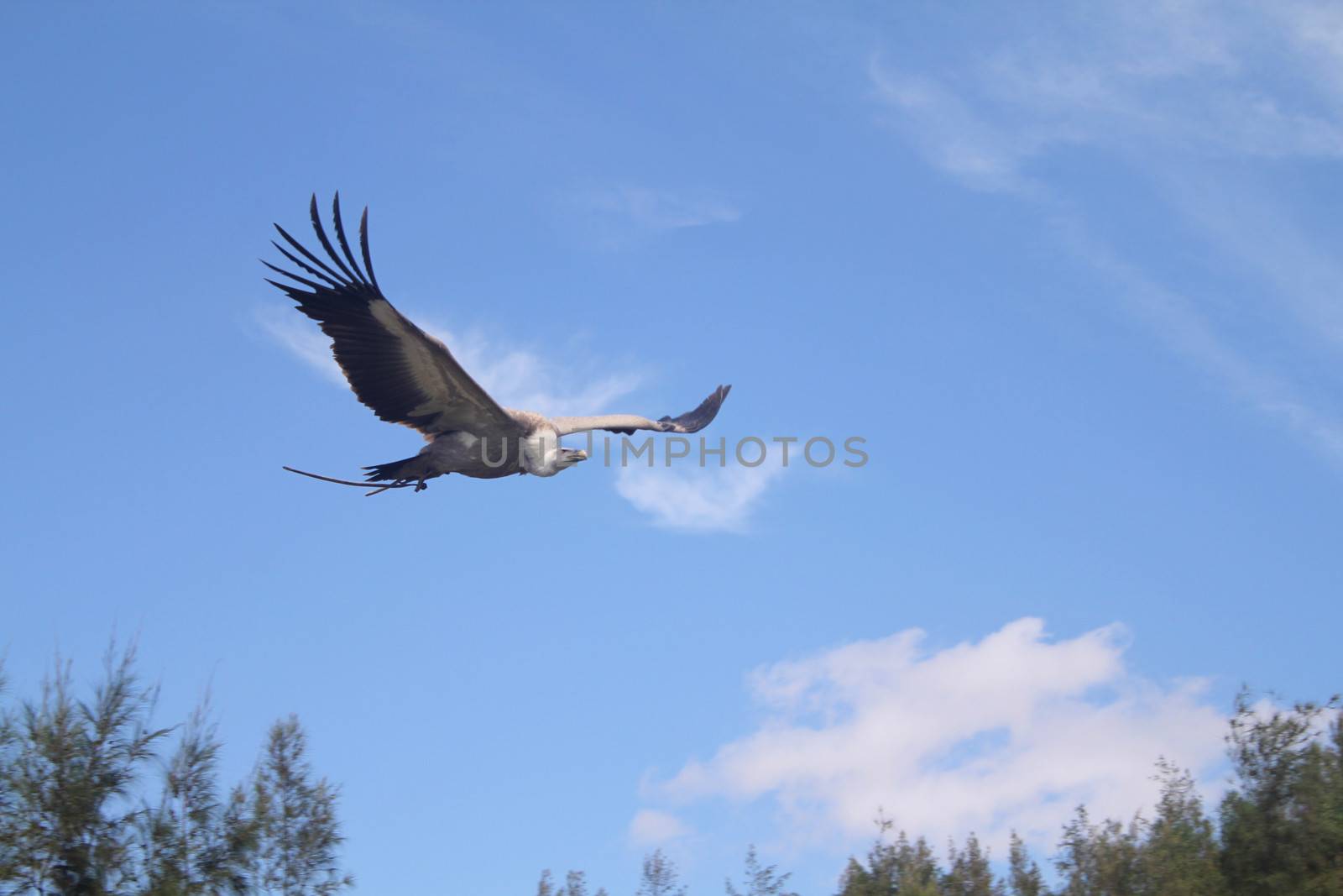 Cape Vulture in flight with wings stretched out