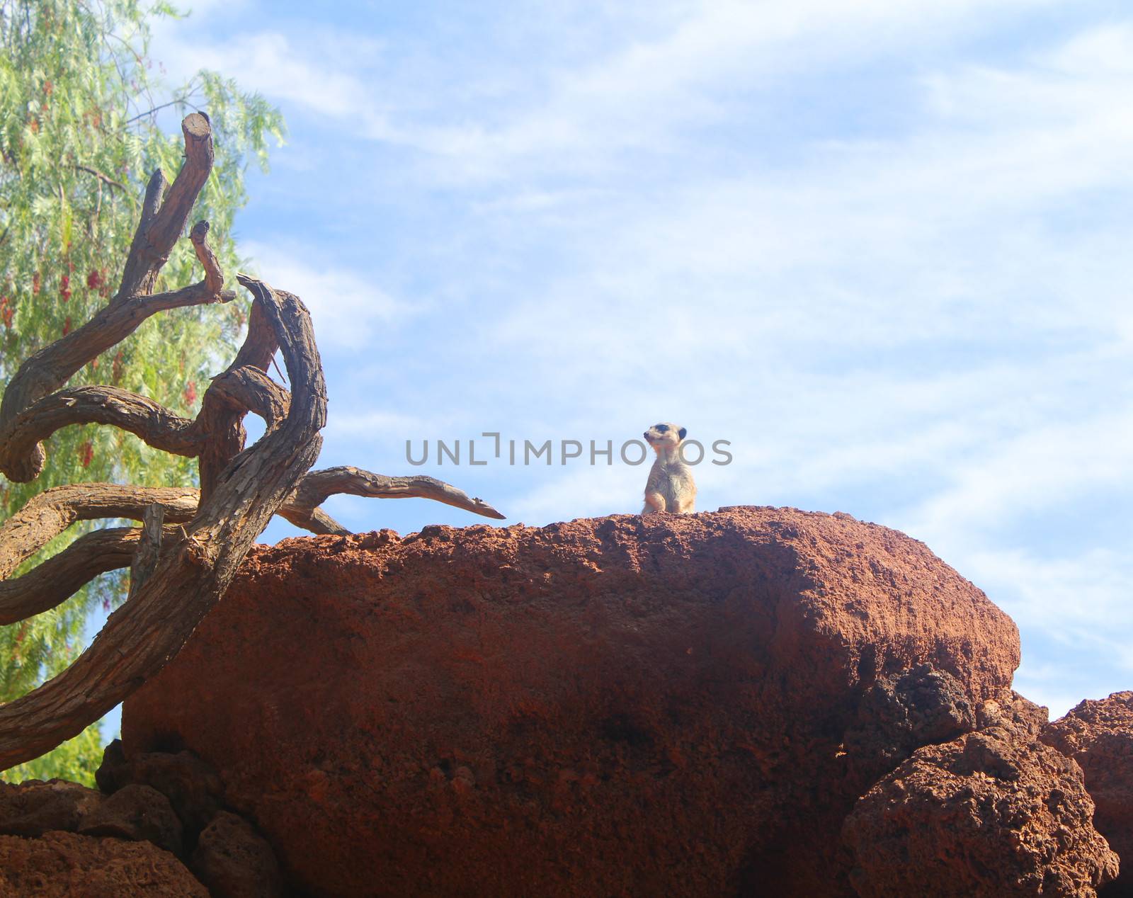 Meerkat - (Suricata suricata)
