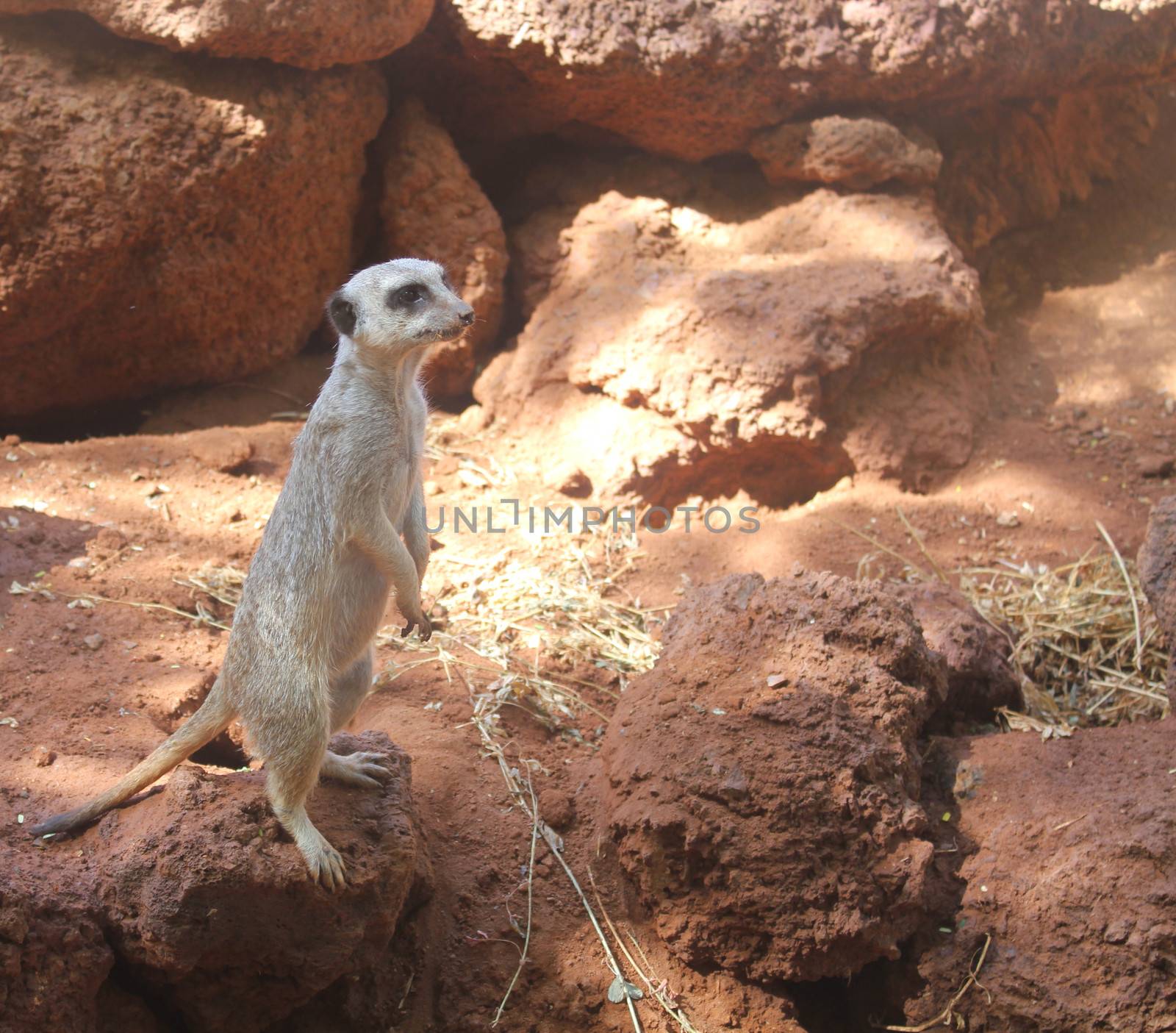 Typical alert meerkat pose
