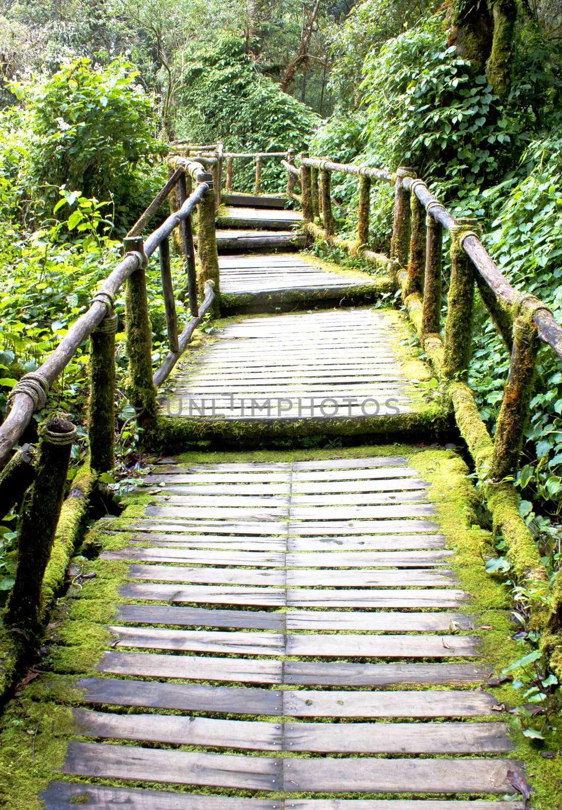 Stairway to forest walk into nature moss.