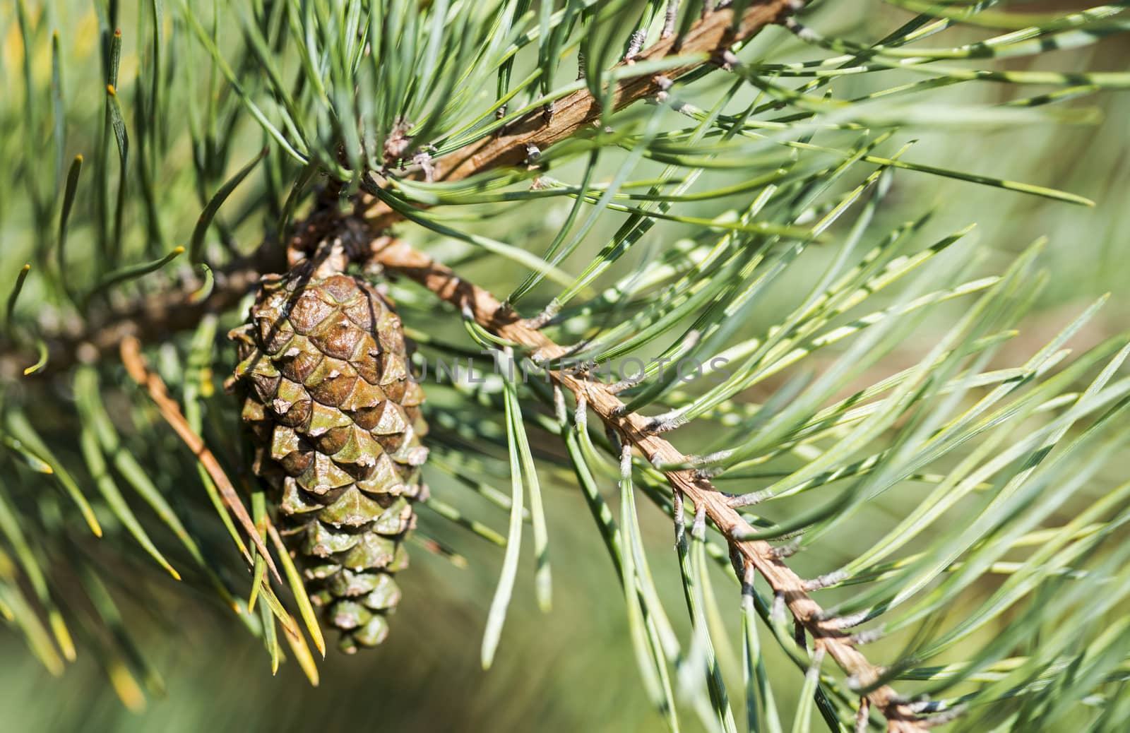 closeup from a pine cone in  the tree