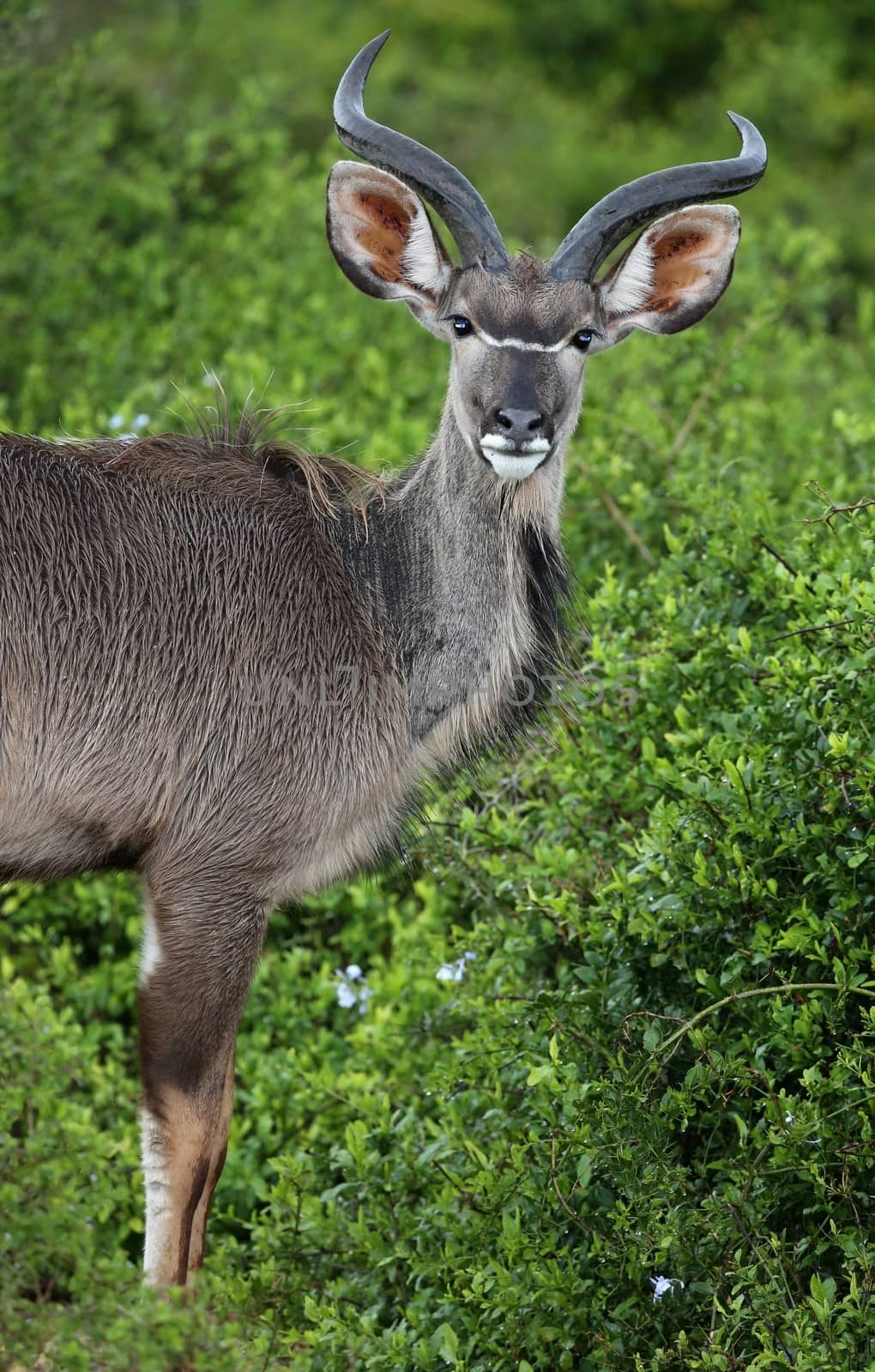 Portrait of a young male kudu antelope in the green African bush